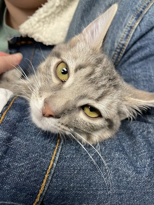 Noah's Animal Hospital & 24 HR Emergency Center Picture 3