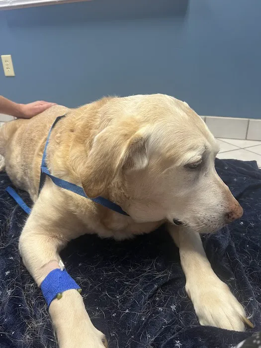 Noah's Animal Hospital & 24 HR Emergency Center Picture 8