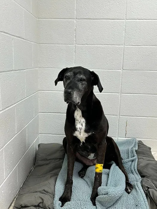 Noah's Animal Hospital & 24 HR Emergency Center Picture 7