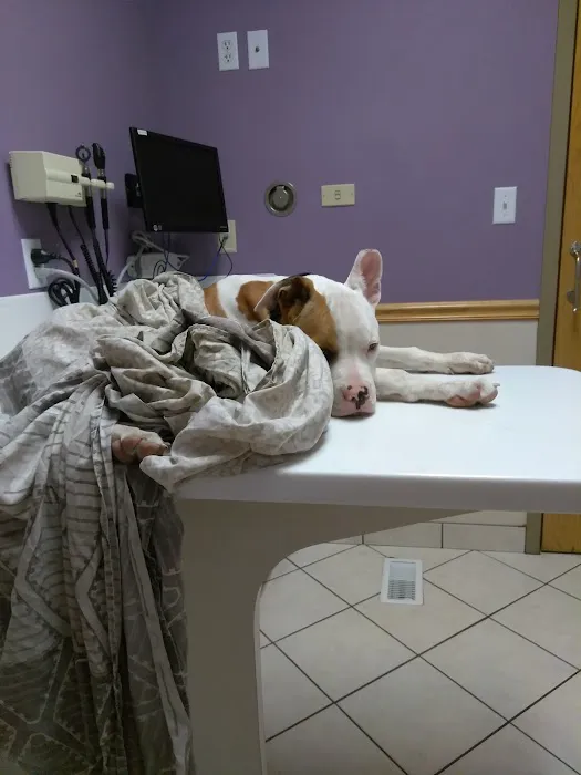 Noah's Animal Hospital & 24 HR Emergency Center Picture 5