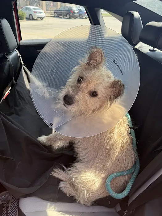 Noah's Animal Hospital & 24 HR Emergency Center Picture 10