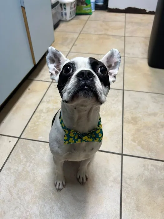 Noah's Animal Hospital & 24 HR Emergency Center Picture 9