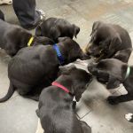 City Way Animal Clinics - Mass Ave