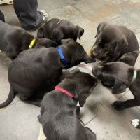 City Way Animal Clinics - Mass Ave ico