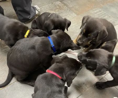 City Way Animal Clinics - Mass Ave