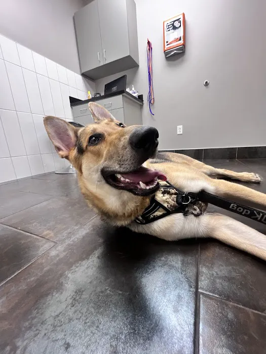 City Way Animal Clinics - Mass Ave Picture 3