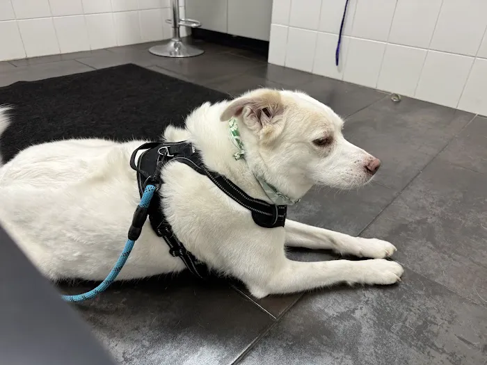 City Way Animal Clinics - Mass Ave Picture 4