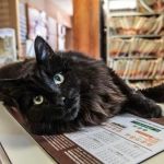 The Downtown Veterinarian
