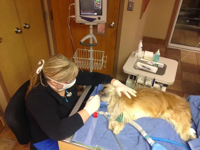 The Downtown Veterinarian Picture 5