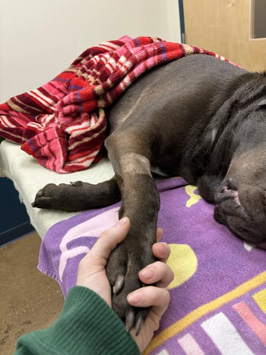 Indianapolis Animal Urgent Care Picture 5