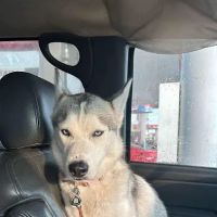 Indianapolis Animal Urgent Care ico