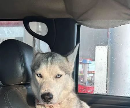Indianapolis Animal Urgent Care