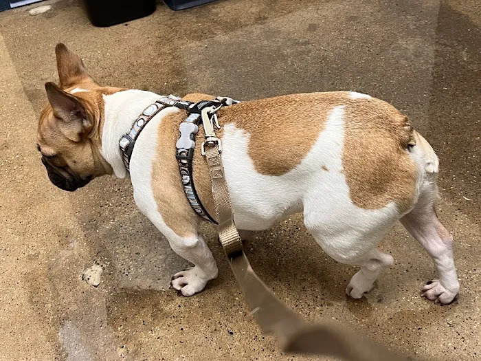 Indianapolis Animal Urgent Care Picture 6