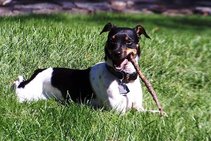 Chesterfield Animal Hospital: Martell Nicole DVM Picture 3