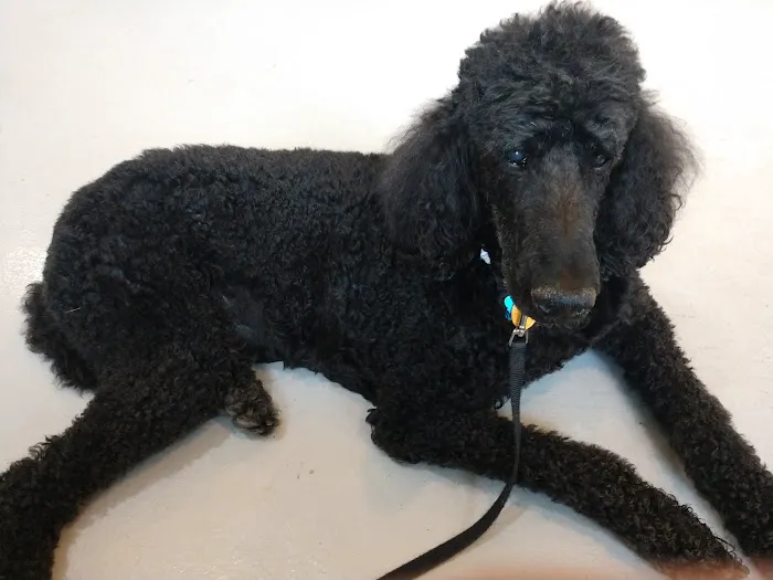 Chesterfield Animal Hospital: Martell Nicole DVM Picture 4