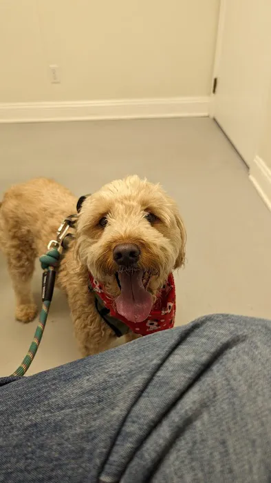 Chesterfield Animal Hospital Picture 3