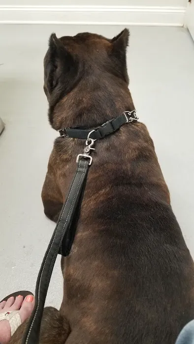 Chesterfield Animal Hospital Picture 6