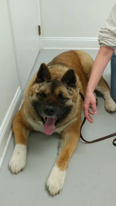 Chesterfield Animal Hospital Picture 9