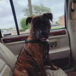Devonshire Veterinary Clinic: Smiley Aaron DVM