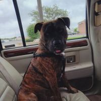 Devonshire Veterinary Clinic: Smiley Aaron DVM ico
