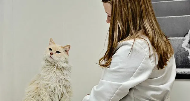 Devonshire Veterinary Clinic Picture 6