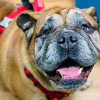 Devonshire Veterinary Clinic ico