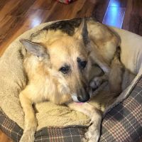 South Anderson Veterinary Clinic ico