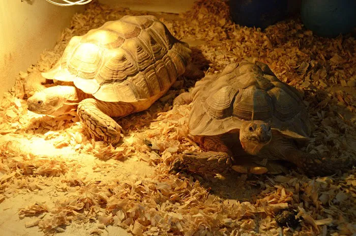 Night Stalkers Pet Emporium Picture 5