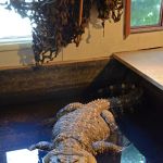 Night Stalkers Pet Emporium