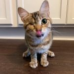 Owensville Animal Hospital