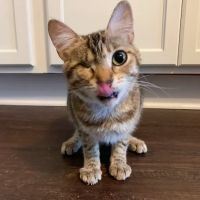 Owensville Animal Hospital ico