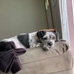Mt. Orab Veterinary Clinc