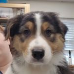 Paw Print Animal Hospital
