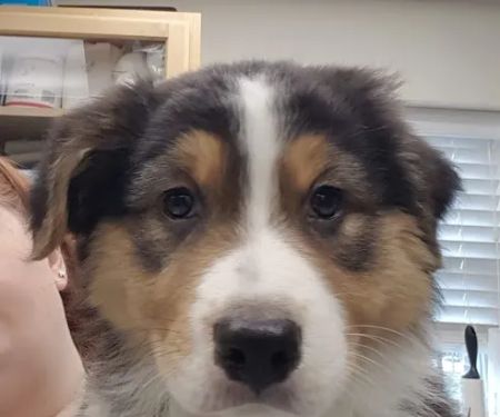 Paw Print Animal Hospital