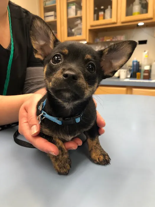 Paw Print Animal Hospital Picture 3