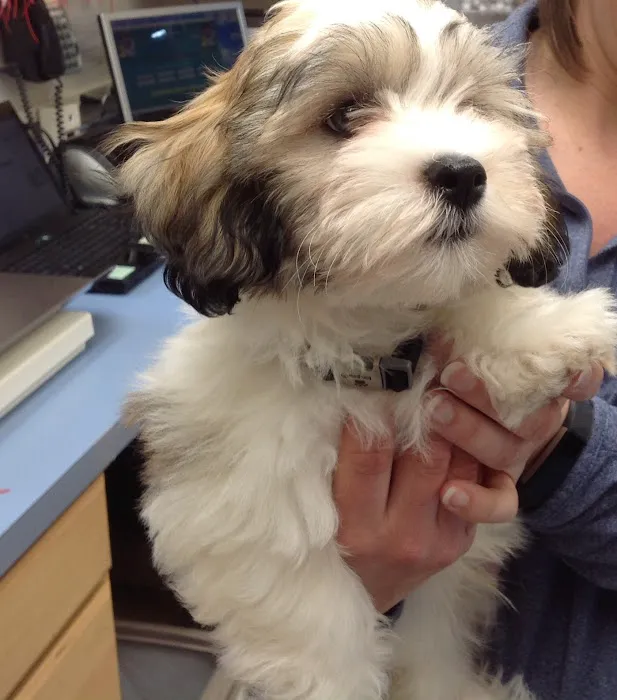 Paw Print Animal Hospital Picture 8