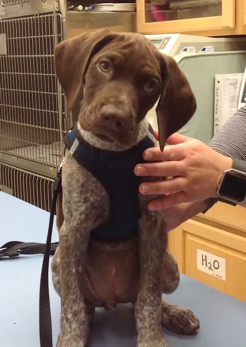 Paw Print Animal Hospital Picture 5