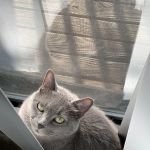 MedVet Cincinnati