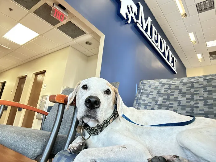 MedVet Cincinnati Picture 3