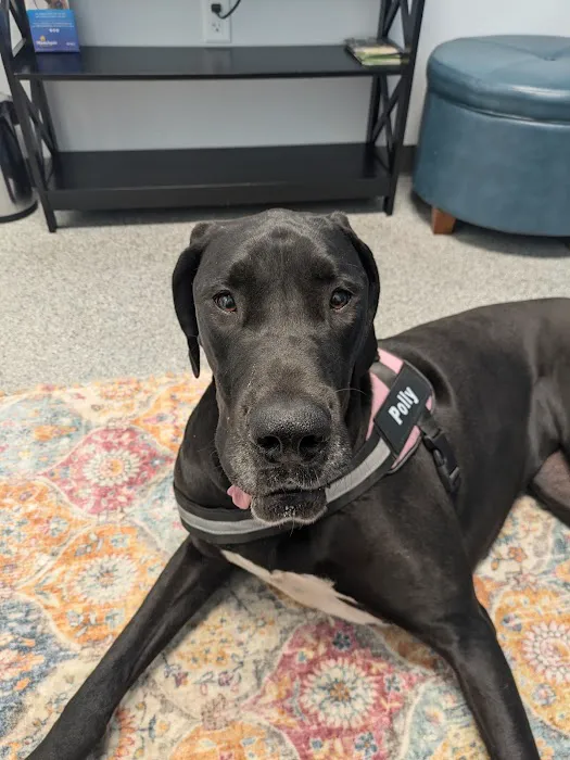 PetVet365 Pet Hospital Cincinnati/Hyde Park Picture 9