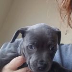 PetVet365 Pet Hospital Cincinnati/Hyde Park