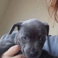 PetVet365 Pet Hospital Cincinnati/Hyde Park ico