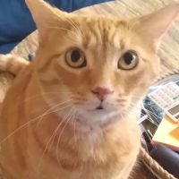 Hyde Park Veterinary Clinic ico
