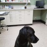 Tennessee Avenue Animal Hospital