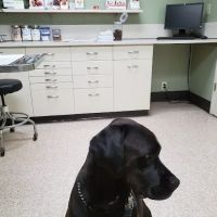 Tennessee Avenue Animal Hospital ico