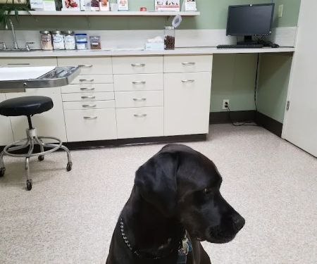 Tennessee Avenue Animal Hospital
