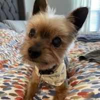 Oakley Square Animal Hospital ico