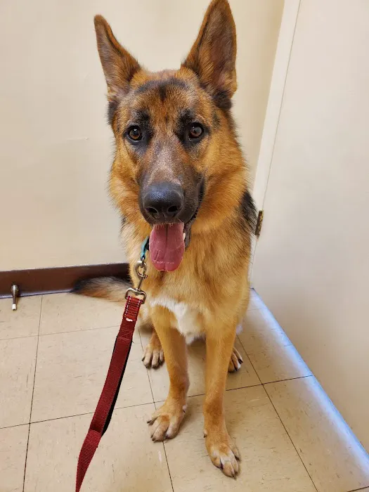 Oakley Square Animal Hospital Picture 3