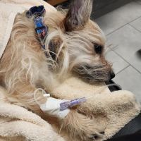 Veterinary Emergency Group ico