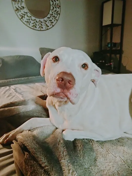 Carey Animal Hospital Picture 8